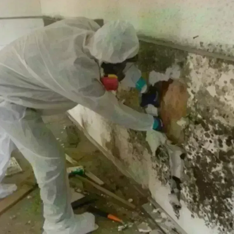 Mold Remediation and Removal in South Point, OH